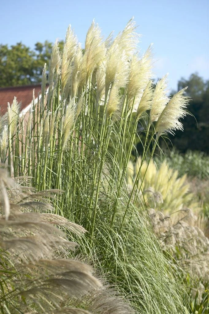 Cortaderia Selloana Sunningdale Silver - Pampas Grass