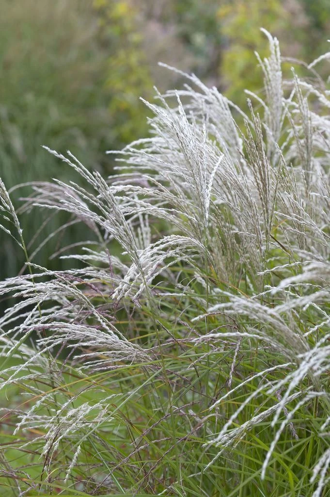 Miscanthus Sinensis Kleine Fontaine - Image 2