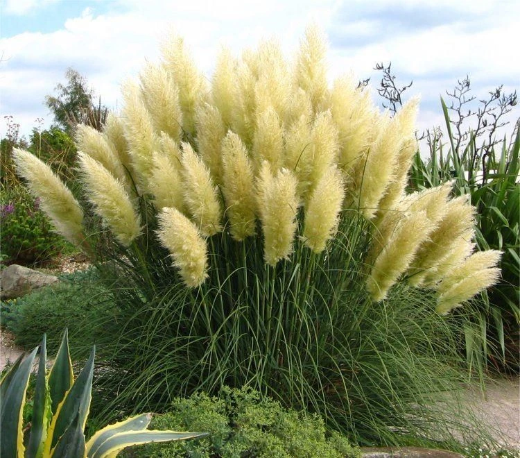 Pampas Grass - Cortaderia Selloana Pumila - Dwarf Pampas Grass - Image 2