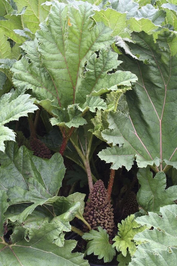 Gunnera Manicata - Giant Chile Rhubarb - LARGE Plant - Image 3