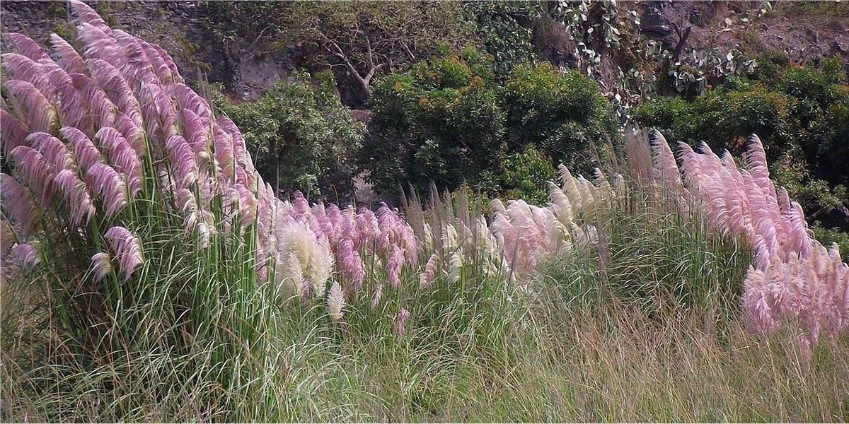 PINK Pampas Grass - Cortaderia Selloana Rosea