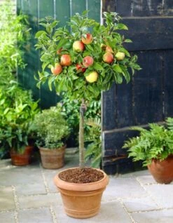 Patio Fruit Tree - Compact Apple 'Braeburn' Tree
