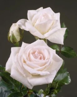 Rose Swan Lake - Climbing Rose