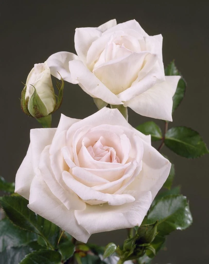 Rose Swan Lake - Climbing Rose