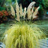 Cortaderia Gold Mini Pampas - Dwarf Golden Pampas Grass - Image 3
