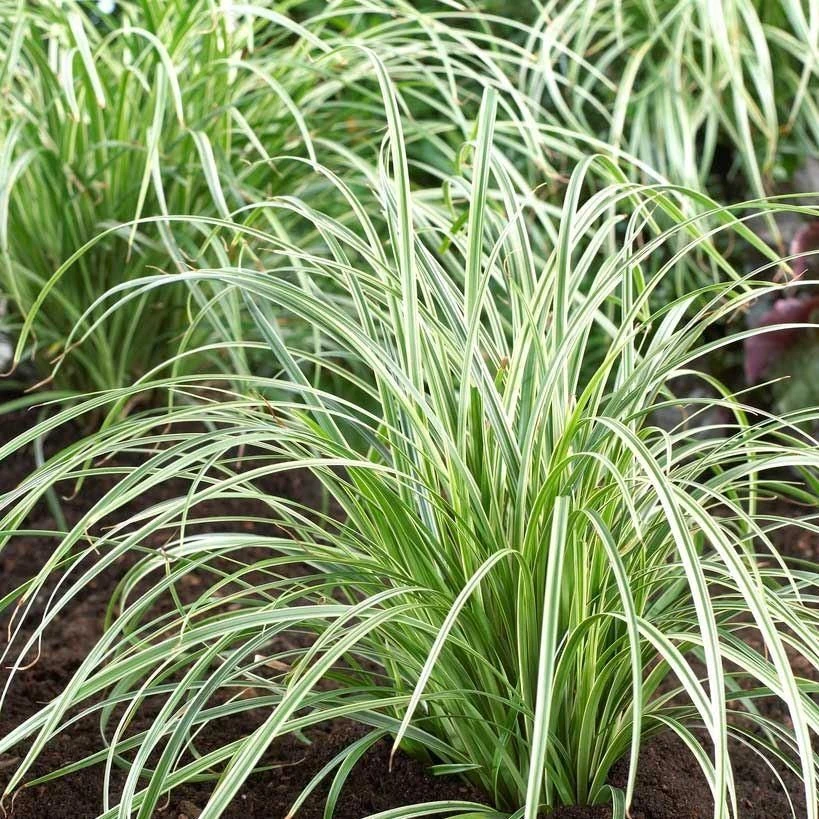 Carex Silver Sceptre - Pack Of THREE Plants
