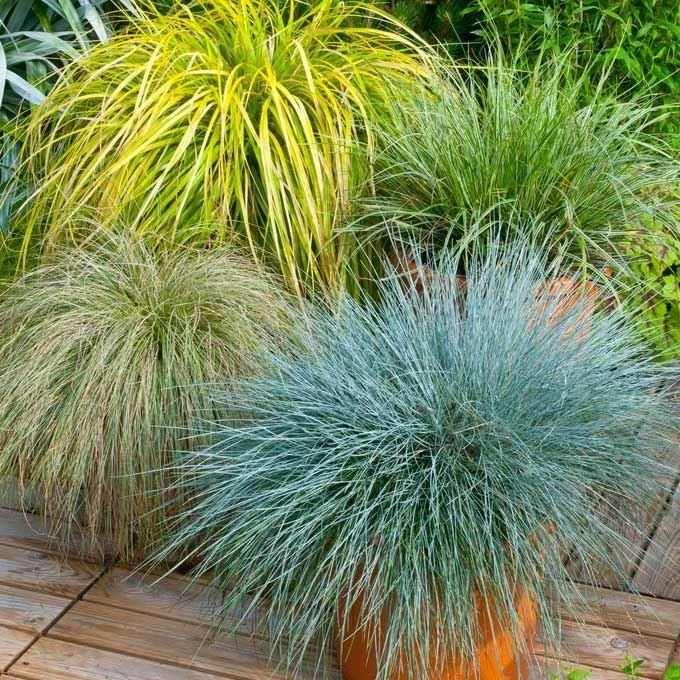 Gorgeous Grass - Pack Of TEN Amazing Ornamental Grasses - Image 2
