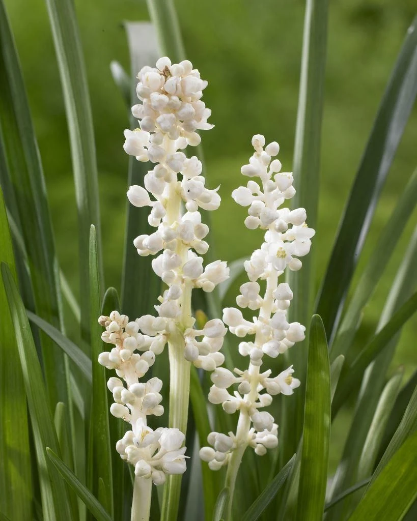 Liriope Muscari Alba - White Lily Turf - Image 3