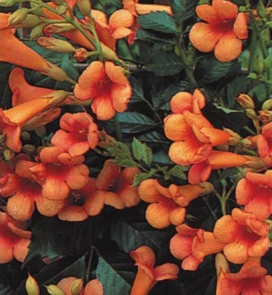Campsis Radicans 'Indian Summer' - Trumpet Vine - Image 3