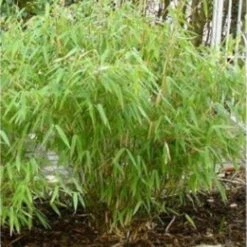 Fargesia Murieliae - Umbrella Bamboo - 100cms Plant
