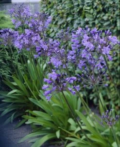 Agapanthus Delft Blue - Stunning Huge Football Sized Flower Heads