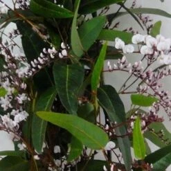 Hardenbergia Violacea Alba "Free N Easy" - Evergreen White Coral Pea