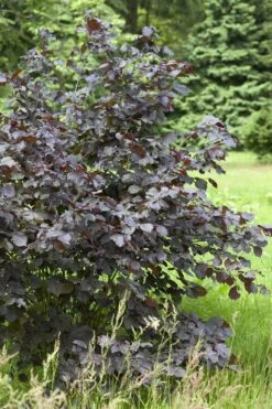 Corylus Maxima Purpurea - Purple Hazel