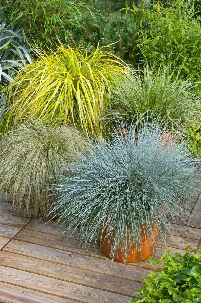 Gorgeous Grass - Pack Of TEN Amazing Ornamental Grasses - Image 3