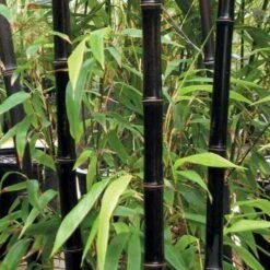 Phyllostachys Nigra - Black Bamboo - Large Approx. 4-5ft Tall Plants