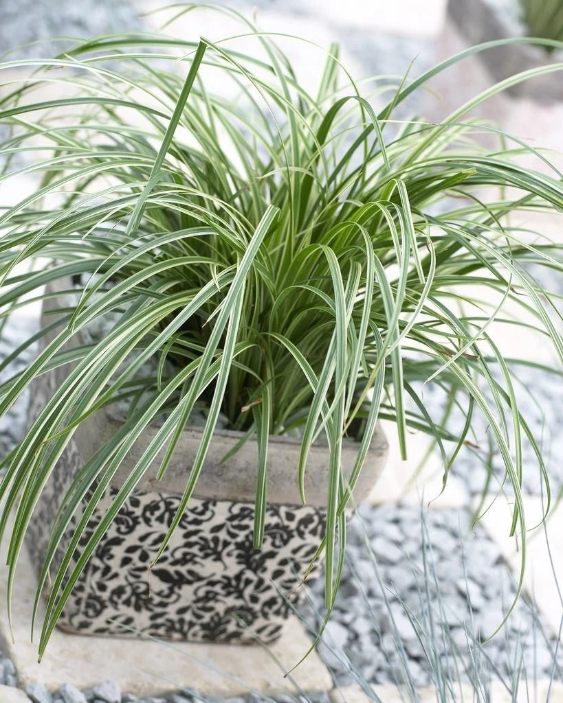 Carex Silver Sceptre - Pack Of THREE Plants - Image 3