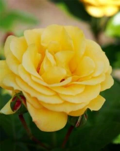 Rose Climbing Arthur Bell - Climbing Rose