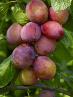 PLUM TREE - Multi-Variety Fruit Tree - PLUM - 5 Varieties On One Tree!