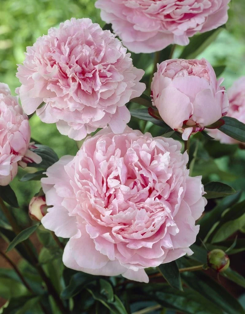 Perfumed Peony - Paeonia Sarah Bernhardt - Peony Sarah Bernhardt - Pack Of FIVE - Image 2