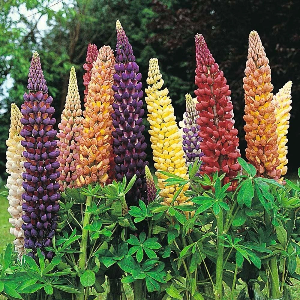 Lupin Tutti Frutti - Collection Of FIVE Plants In Assorted Colours - Image 2