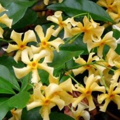 Large 5-6ft Climber - Trachelospermum Jasminoides Star Of Toscane - Star Jasmin - Rhyncospermum