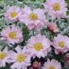 Anemone X Hybrida 'Queen Charlotte' - Japanese Anemone