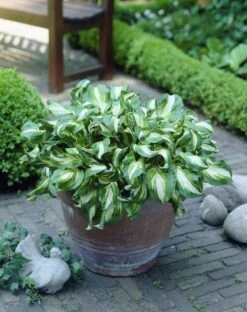 Hosta Fragrant Blue