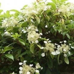 Pileostegia Viburnoides - Evergreen Climbing Hydrangea
