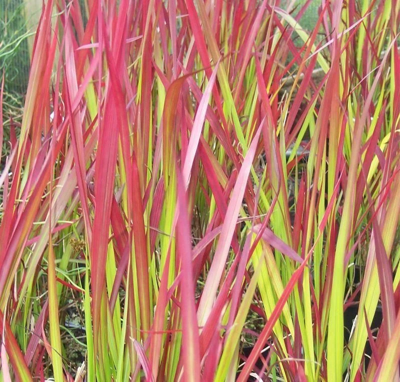 Imperata Cylindrica Rubra Red Baron - Japanese Blood Grass - LARGE - Image 3