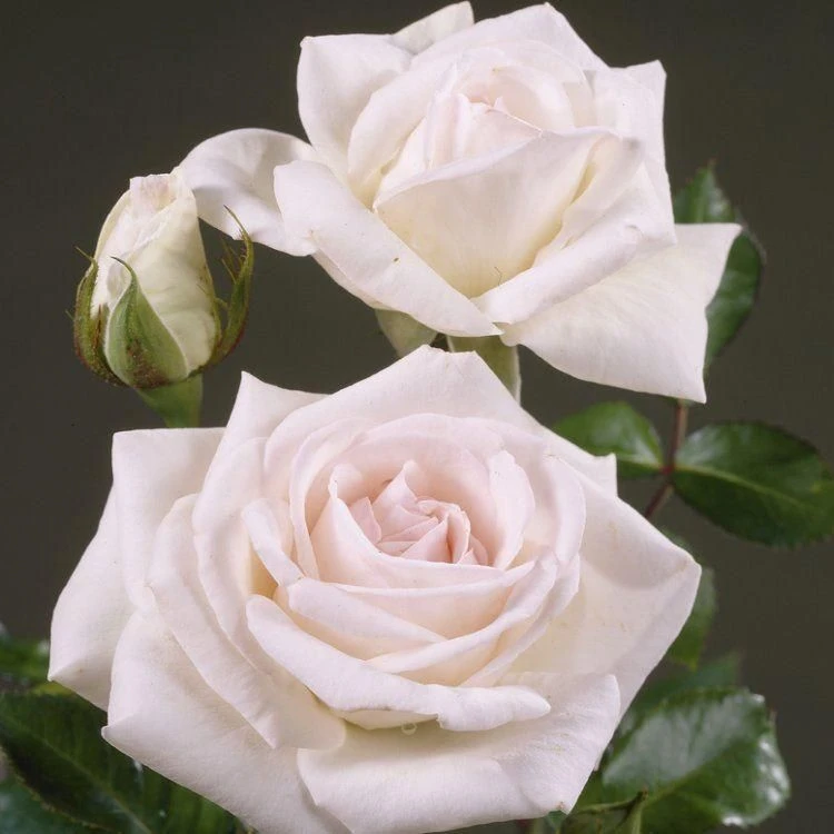 Rose Swan Lake - Climbing Rose - Image 2