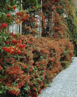 Pyracantha Red Column - Firethorn