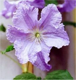 Clematis Prince Charles