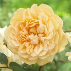 Climbing Rose Lady Hilingdon