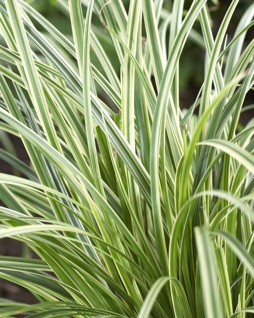 Carex Silver Sceptre - Pack Of THREE Plants - Image 4