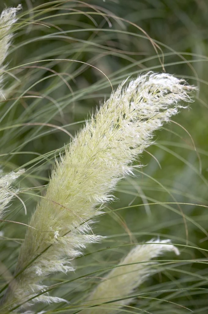 Dwarf Pampas Grass - Cortaderia Selloana Pumila - Large Plant - Image 5