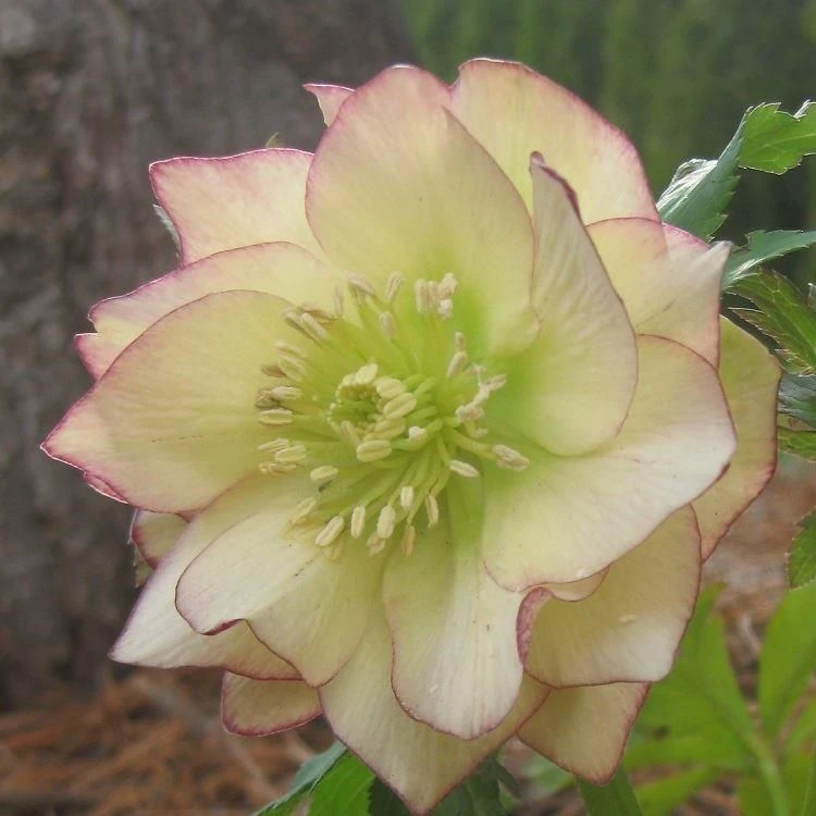 Helleborus Golden Lotus - Rare Double Flowered Yellow Hellebore - Image 2