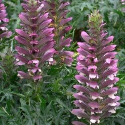Acanthus Spinosus - Bears Breeches