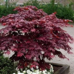 Acer Palmatum Atropurpureum - Purple Japanese Maple - Brilliant Red Autumn Colour