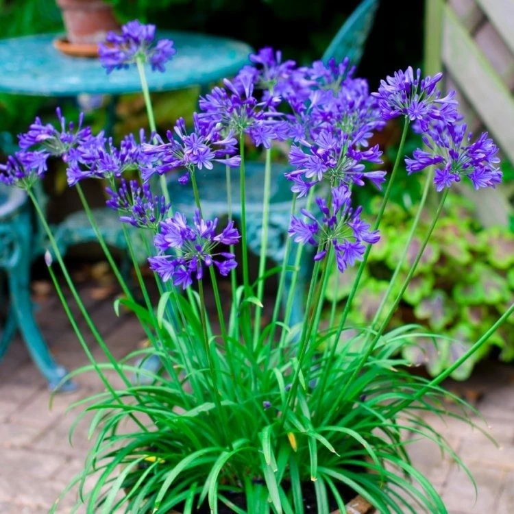 Agapanthus Brilliant Blue - Hardy Blue Nile Lily - Image 2