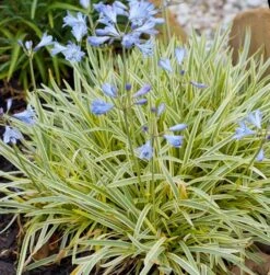 Agapanthus Golden Drop - Variegated Nile Lily