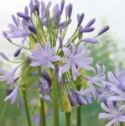 Agapanthus Lavender Haze