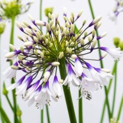 Agapanthus Fireworks - Lily Of The Nile Plants - XXXL Plants