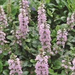 Ajuga Reptans Rosea