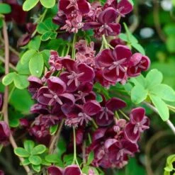 Large 6-7ft Climber - Akebia Quinata - Chocolate Vine