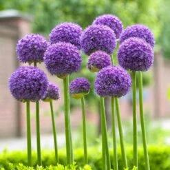 Allium Hollanicum Gladiator - Pack Of THREE Plants