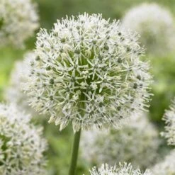 Allium Stipitatum Mount Everest