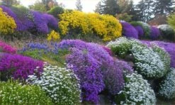 Alpine Plant Collection - Pack Of 8 Alpine Rockery Plants