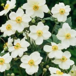 Anemone Hybride Andrea Atkinson - Japanese Anemone Windflower