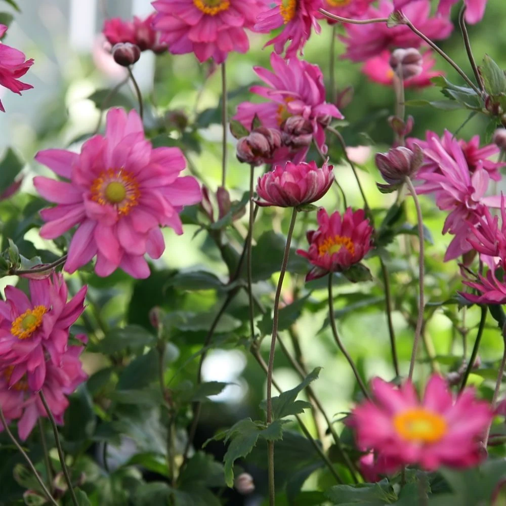 Anemone Hybrida Bressingham Glow - Japanese Anemone - Image 3