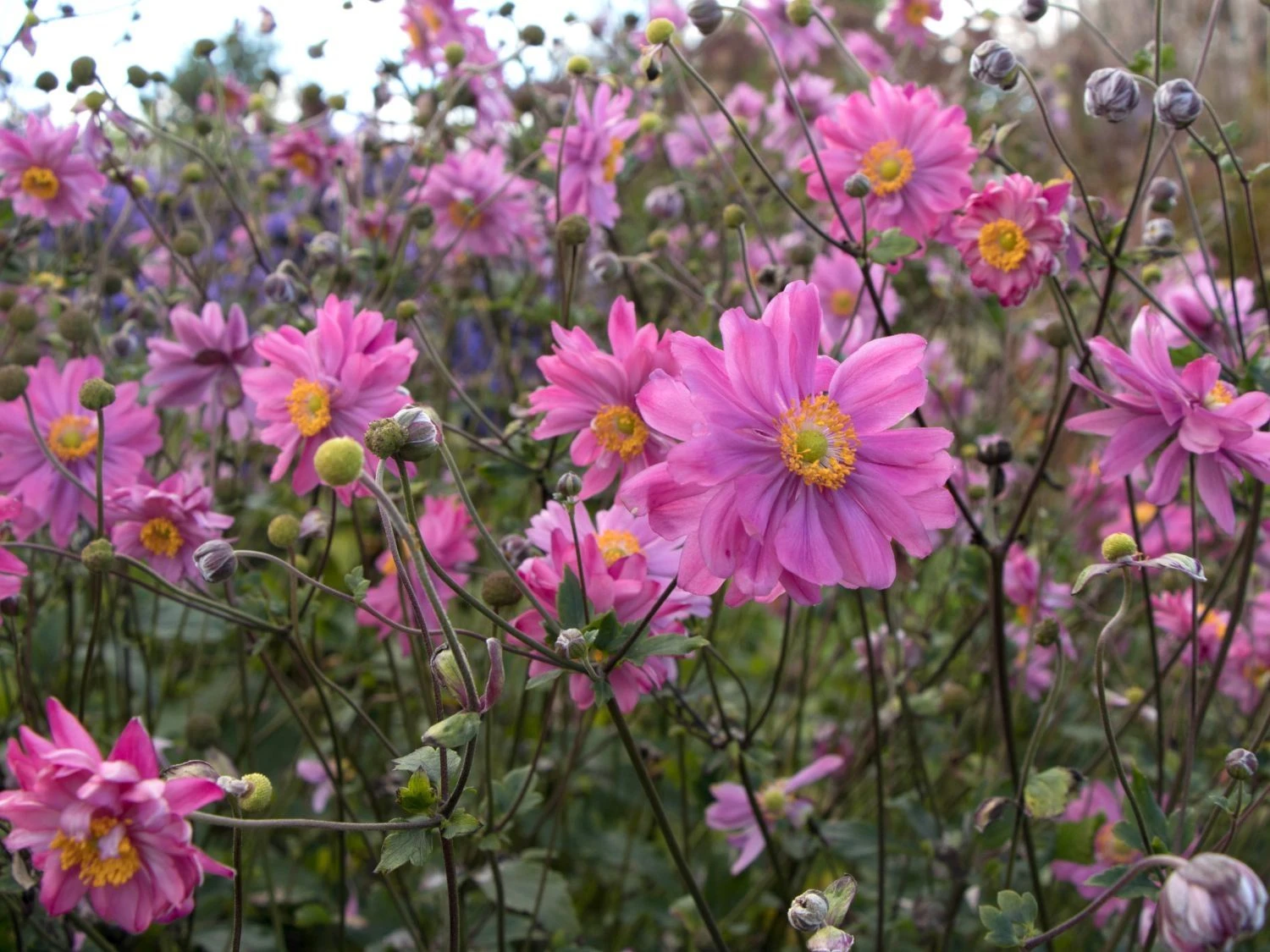 Anemone Hybrida Bressingham Glow - Japanese Anemone - Image 2